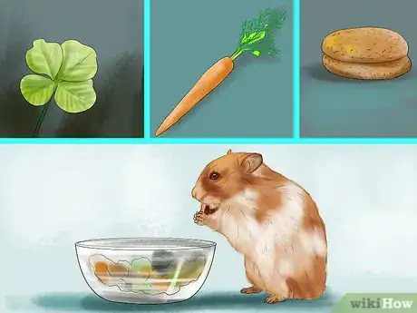 Imagen titulada Get an Overweight Hamster to Lose Weight Step 1