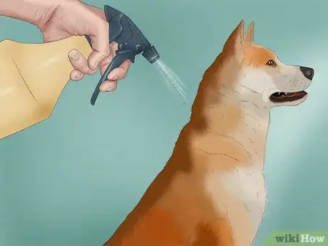 Imagen titulada Care for a Skunk Sprayed Dog Step 8