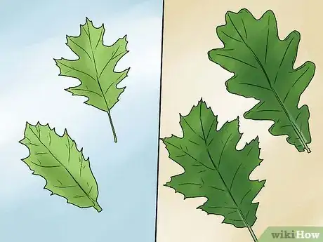 Imagen titulada Identify Oak Leaves Step 7