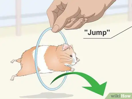 Imagen titulada Teach a Hamster Tricks Step 7