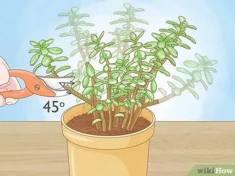 Imagen titulada Prune a Jade Plant Step 5