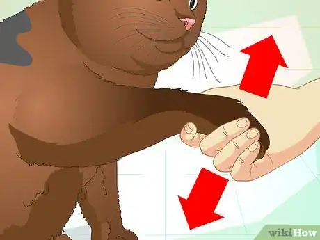 Imagen titulada Teach Your Cat to Do Tricks Step 14