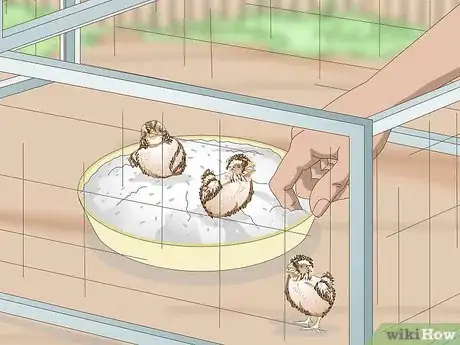 Imagen titulada Care for Quail Chicks Step 16