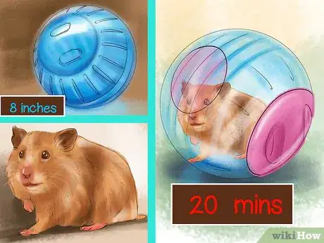 Imagen titulada Get an Overweight Hamster to Lose Weight Step 8