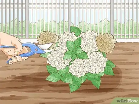 Imagen titulada Grow Hydrangeas Step 8