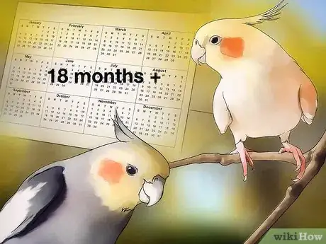 Imagen titulada Breed Cockatiels Step 1