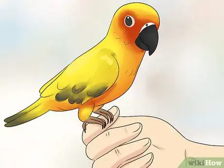 Imagen titulada Know if a Caique Parrot Is Right for You Step 11