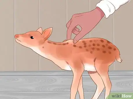 Imagen titulada Bottle Feed an Orphaned Fawn Step 9