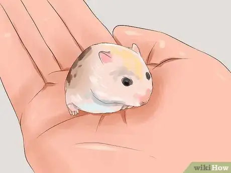 Imagen titulada Keep a Happy Hamster Step 10