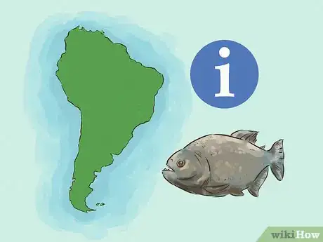 Imagen titulada Safely Swim with Piranhas Step 1