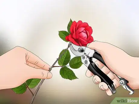 Imagen titulada Replant a Rose Step 11