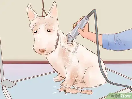 Imagen titulada Groom a Scottish Terrier Step 13