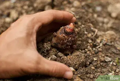 Imagen titulada Grow Elephant Ear Plants Step 5