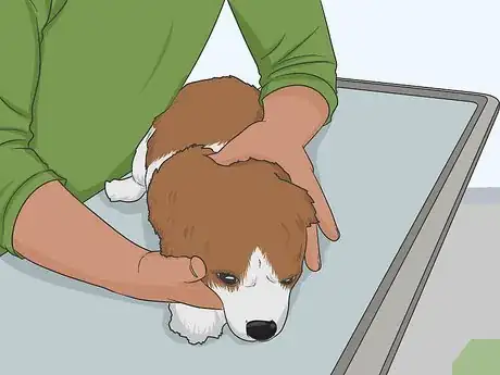 Imagen titulada Check Your Dog's Eyes Step 14