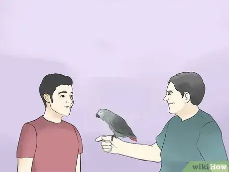 Imagen titulada Socialize an African Grey Parrot Step 14