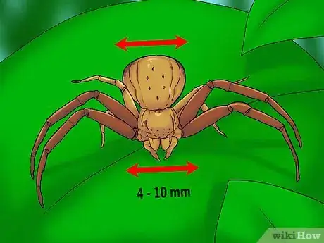 Imagen titulada Identify a Crab Spider Step 4