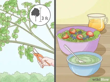 Imagen titulada Grow a Moringa Tree Step 12