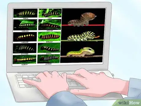 Imagen titulada Care for a Caterpillar Step 3