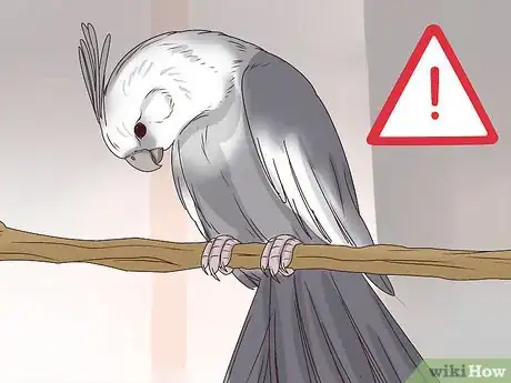 Imagen titulada Understand Cockatiel Gestures Step 5