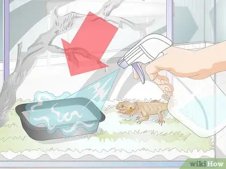 Imagen titulada Teach a Bearded Dragon to Drink from a Water Bowl Step 7