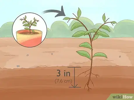 Imagen titulada Plant Calamansi Step 15