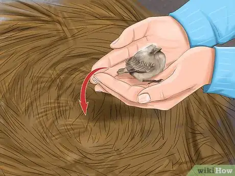 Imagen titulada Make Baby Bird Rescue Food Step 8