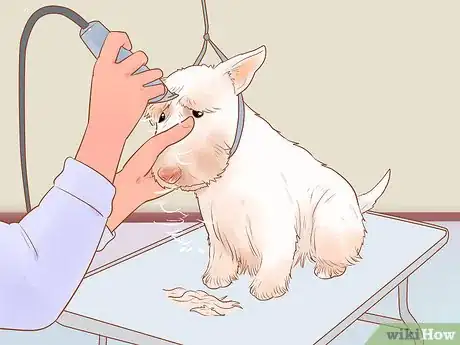 Imagen titulada Groom a Scottish Terrier Step 12