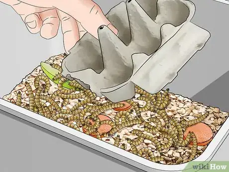 Imagen titulada Raise Mealworms Step 5