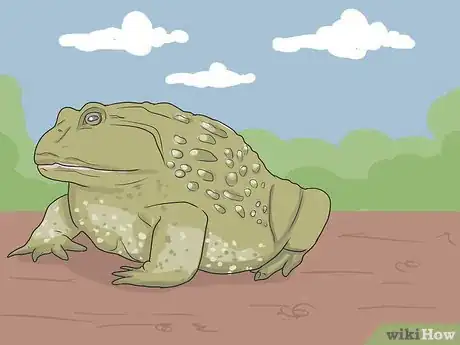 Imagen titulada Take Care of an American Bullfrog Step 1