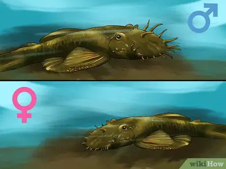 Imagen titulada Determine the Sex of a Fish Step 6