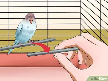 Imagen titulada Gain Your Parakeet's Trust Step 5