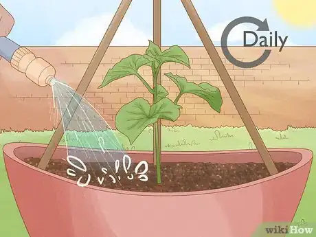 Imagen titulada Grow Cucumbers in Pots Step 18