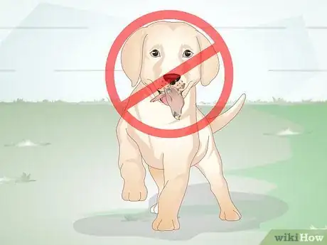 Imagen titulada Know Your Puppy Has Worms Step 6