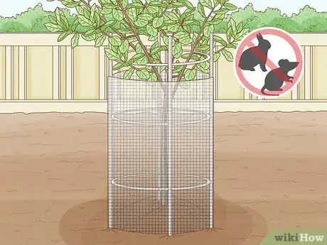 Imagen titulada Grow Pear Trees from Seed Step 20