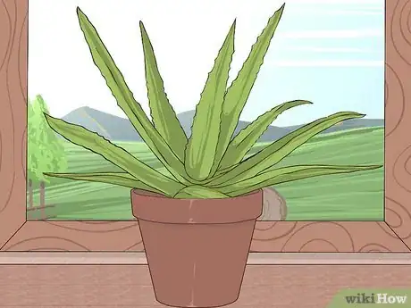 Imagen titulada Grow and Use Aloe Vera for Medicinal Purposes Step 3