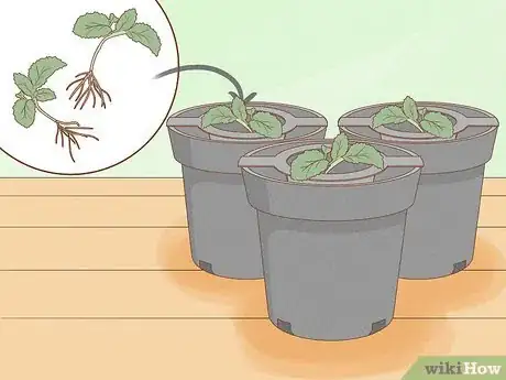 Imagen titulada Grow Plants Using Hydroponics Step 9