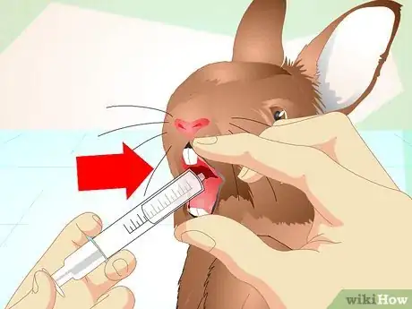 Imagen titulada Deliver Oral Medication to Rabbits Step 17