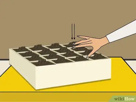 Imagen titulada Grow Chrysanthemums Step 10