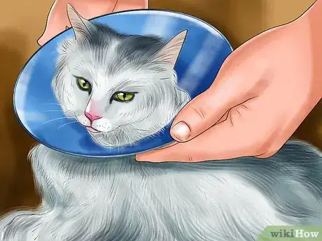 Imagen titulada Remove Paint from a Cat's Fur Step 2