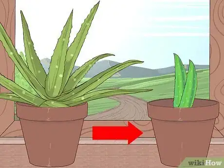 Imagen titulada Grow and Use Aloe Vera for Medicinal Purposes Step 5