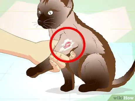 Imagen titulada Help a Cat with a Broken Shoulder Step 3