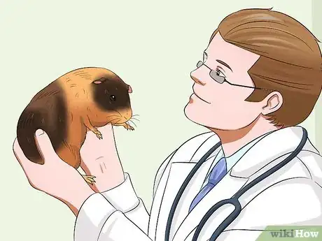 Imagen titulada Get Your Guinea Pig to Trust You Step 10