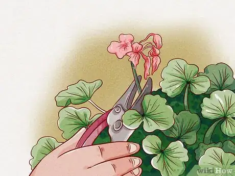 Imagen titulada Prune Geraniums Step 5