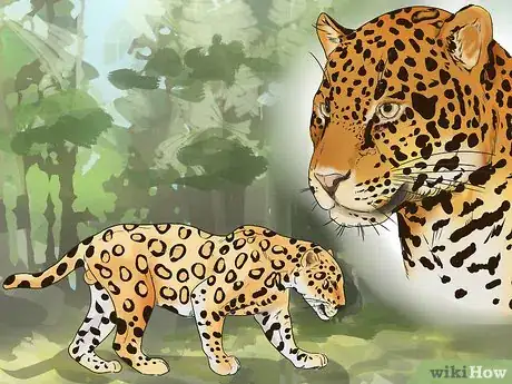 Imagen titulada Tell a Jaguar from a Leopard Step 9