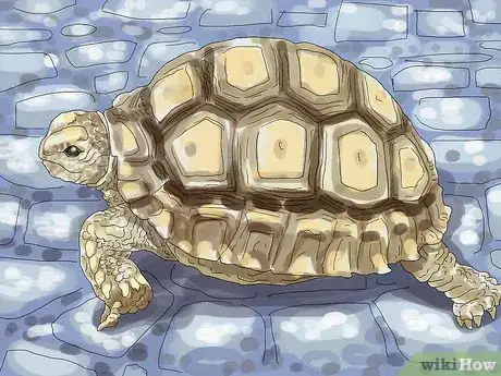 Imagen titulada Care for a Tortoise Step 1