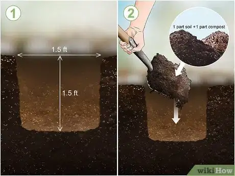 Imagen titulada Plant Durian Seeds Step 5