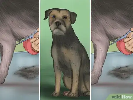 Imagen titulada Groom a Border Terrier Step 17