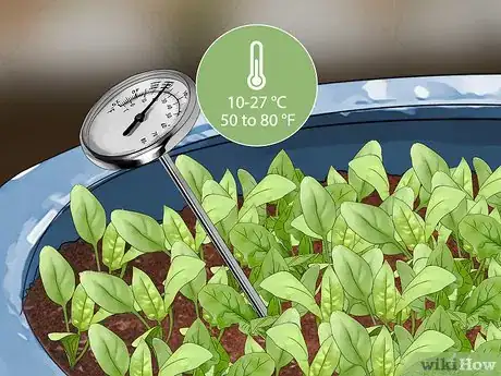 Imagen titulada Plant Spinach in Pots Step 12