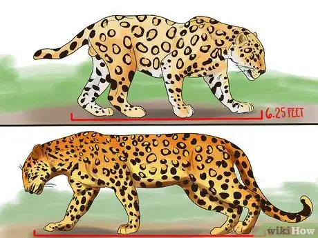 Imagen titulada Tell a Jaguar from a Leopard Step 1