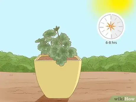 Imagen titulada Grow Geraniums in Pots Step 15